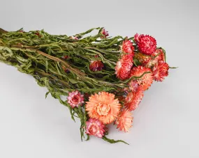 Dried StrawFlowers - Apricot - Straw Flower